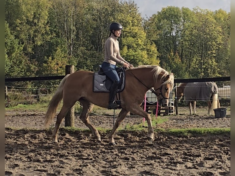 Haflinger Mare 3 years 14,1 hh Chestnut-Red in M&#xFC;lheim an der Ruhr