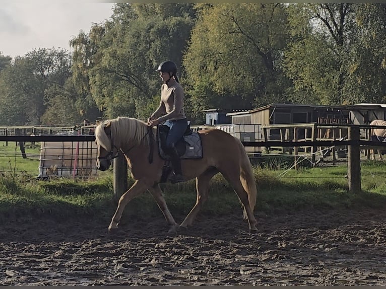 Haflinger Mare 3 years 14,1 hh Chestnut-Red in M&#xFC;lheim an der Ruhr
