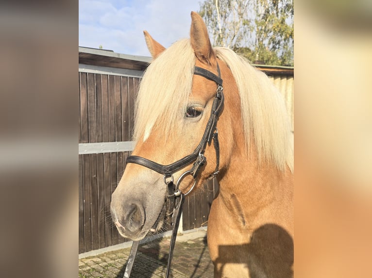 Haflinger Mare 3 years 14,1 hh Chestnut-Red in M&#xFC;lheim an der Ruhr