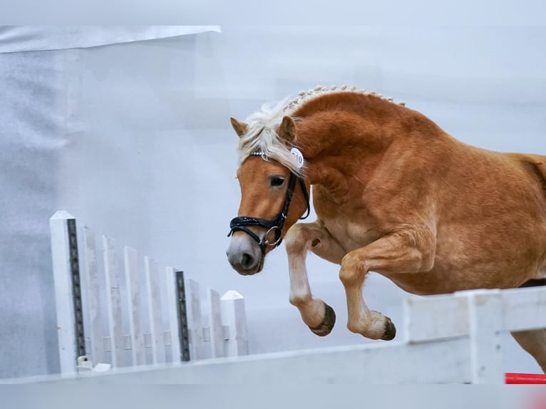 Haflinger Mare 3 years 14,1 hh Chestnut-Red in Kohfidisch