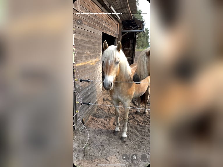 Haflinger Mare 3 years 14,1 hh Dun in Wesendorf
