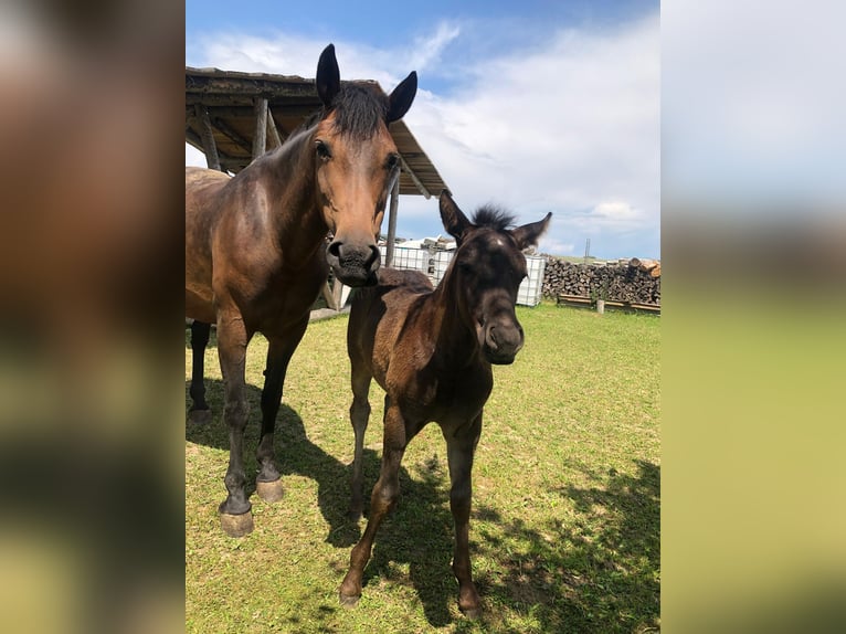 Haflinger Mix Mare 3 years 14,2 hh Bay-Dark in Waldkirchen