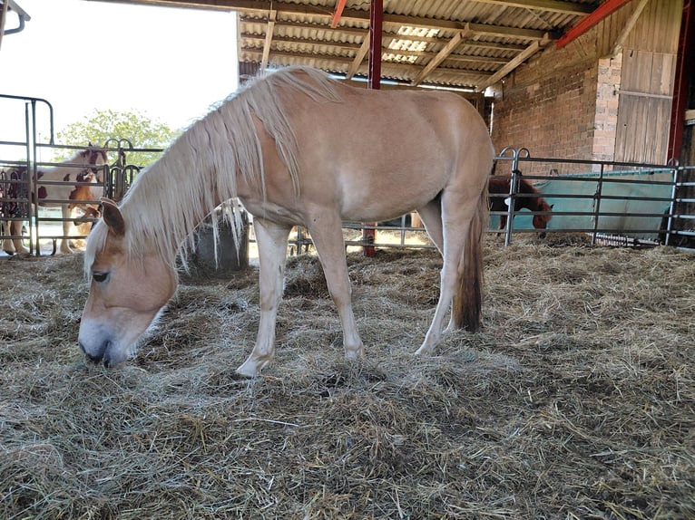 Haflinger Mare 3 years 14,2 hh Chestnut-Red in Kandel