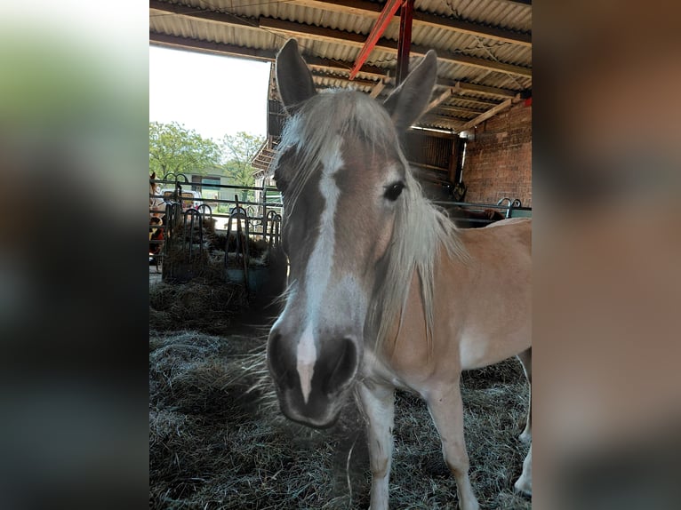 Haflinger Mare 3 years 14,2 hh Chestnut-Red in Kandel