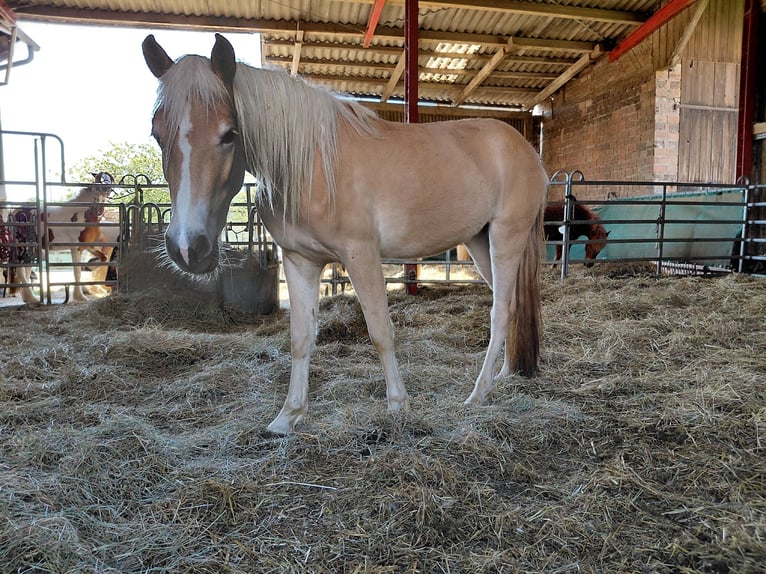 Haflinger Mare 3 years 14,2 hh Chestnut-Red in Kandel