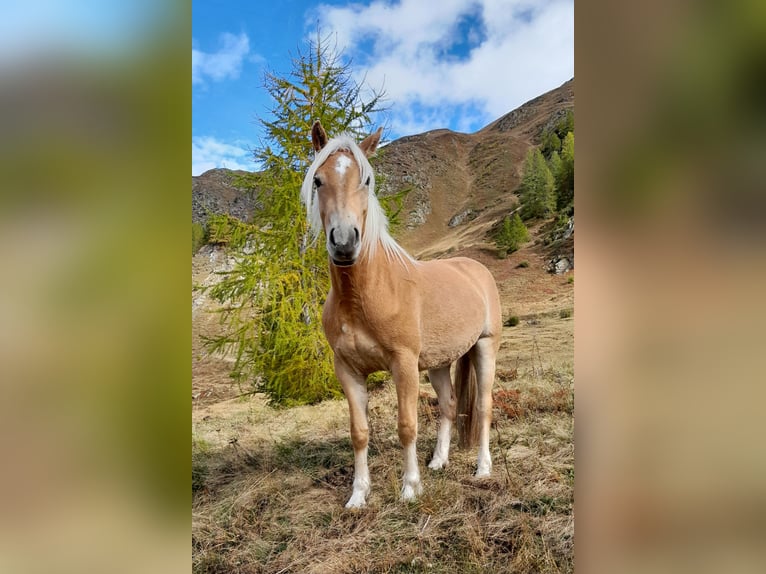 Haflinger Mare 3 years 14,2 hh Chestnut-Red in St. Leonhard in Passeier