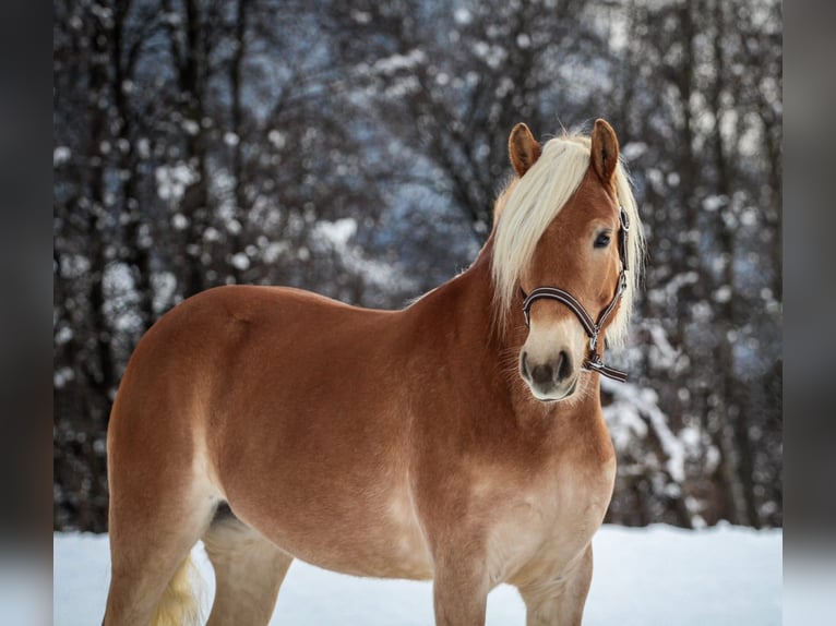 Haflinger Mare 3 years 14,2 hh Chestnut-Red in Kirchbichl