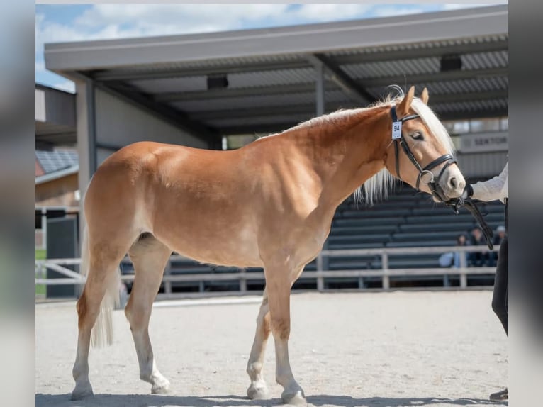 Haflinger Mare 3 years 14,2 hh Chestnut-Red in Kirchbichl