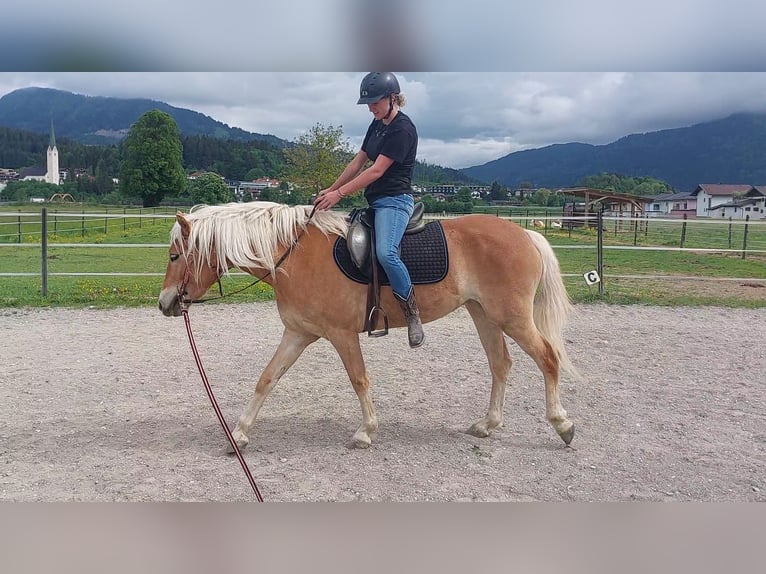 Haflinger Mare 3 years 14,2 hh Chestnut-Red in Kirchbichl
