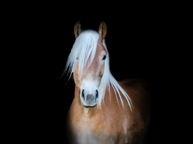 Haflinger Mare 3 years 14,2 hh Chestnut-Red in Kirchbichl