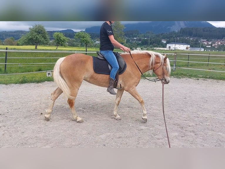 Haflinger Mare 3 years 14,2 hh Chestnut-Red in Kirchbichl
