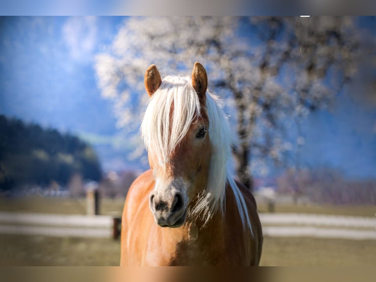 Haflinger Mare 3 years 14,2 hh Chestnut-Red in Kirchbichl