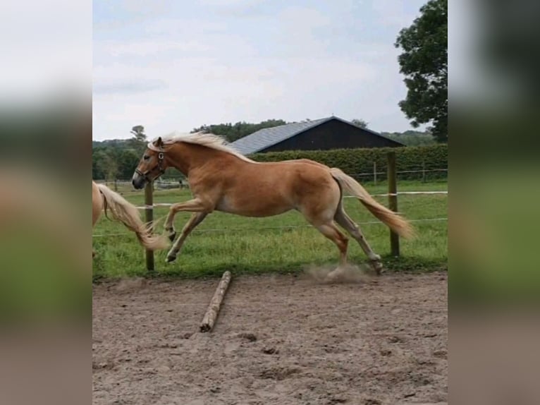 Haflinger Mare 3 years 14,2 hh Chestnut-Red in Hamm