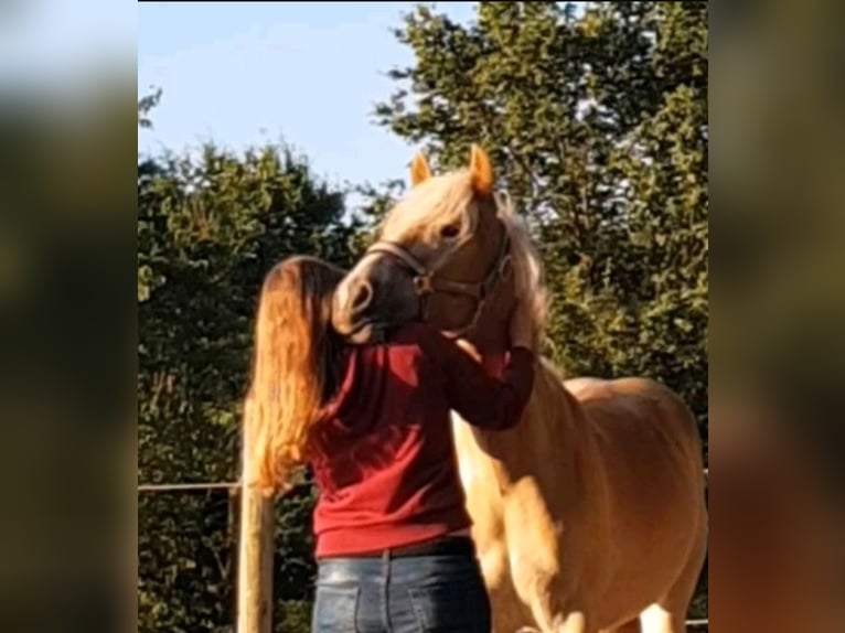 Haflinger Mare 3 years 14,2 hh Chestnut-Red in Hamm