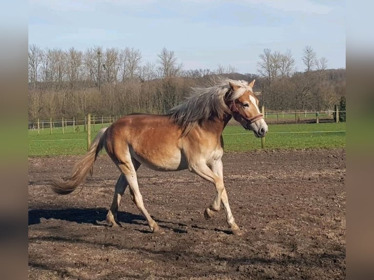 Haflinger Mare 3 years 14,2 hh Chestnut-Red in Hamm