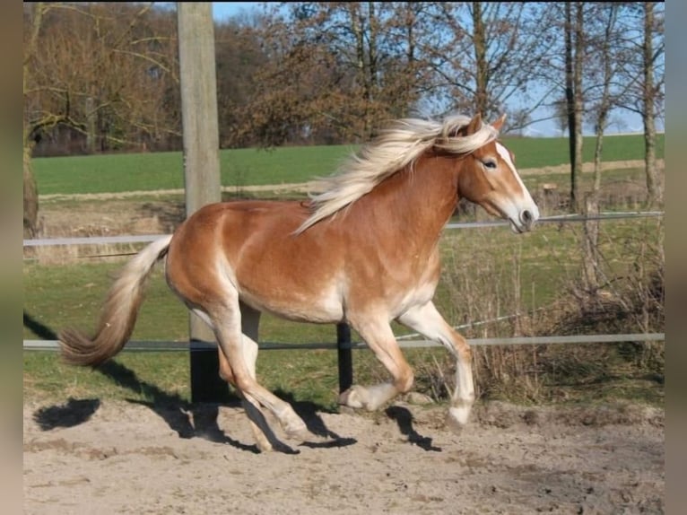 Haflinger Mare 3 years 14,2 hh Chestnut-Red in Hamm