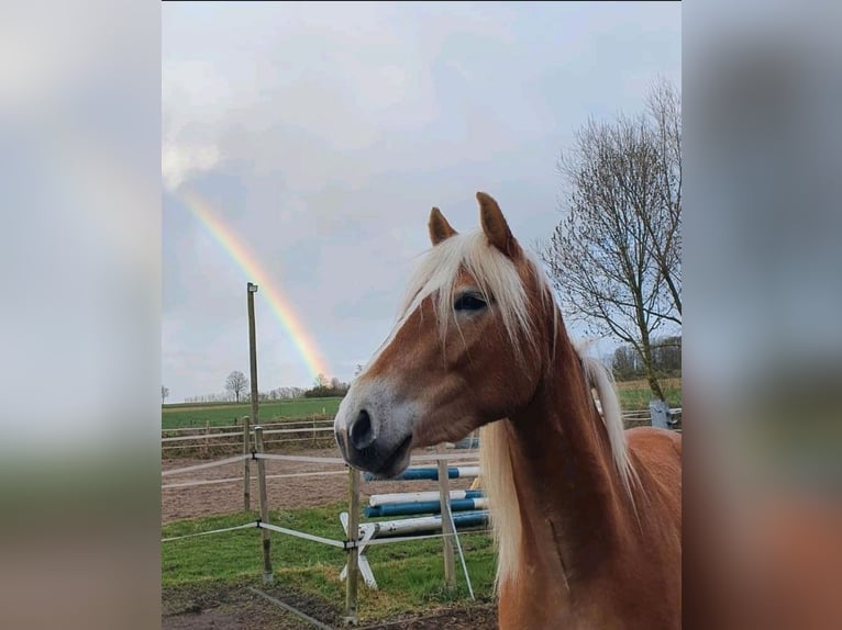 Haflinger Mare 3 years 14,2 hh Chestnut-Red in Hamm