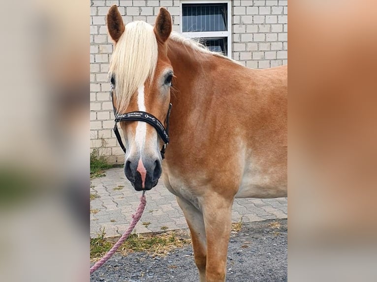 Haflinger Mare 3 years 14,2 hh Chestnut-Red in Hamm