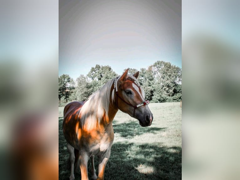Haflinger Mare 3 years 14,2 hh Chestnut-Red in Hamm