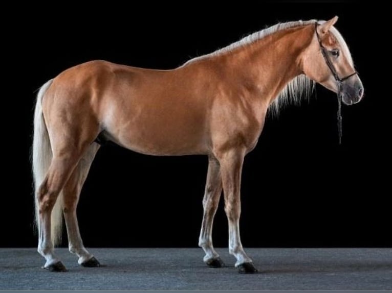 Haflinger Mare 3 years 14,2 hh Chestnut-Red in Hamm