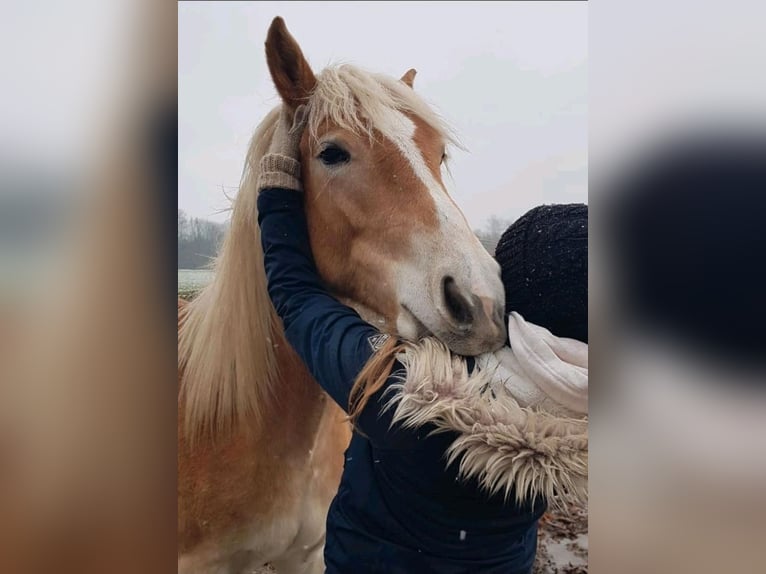 Haflinger Mare 3 years 14,2 hh Chestnut-Red in Hamm