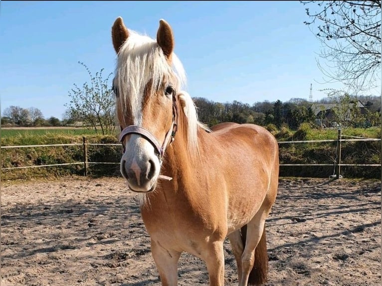 Haflinger Mare 3 years 14,2 hh Chestnut-Red in Hamm