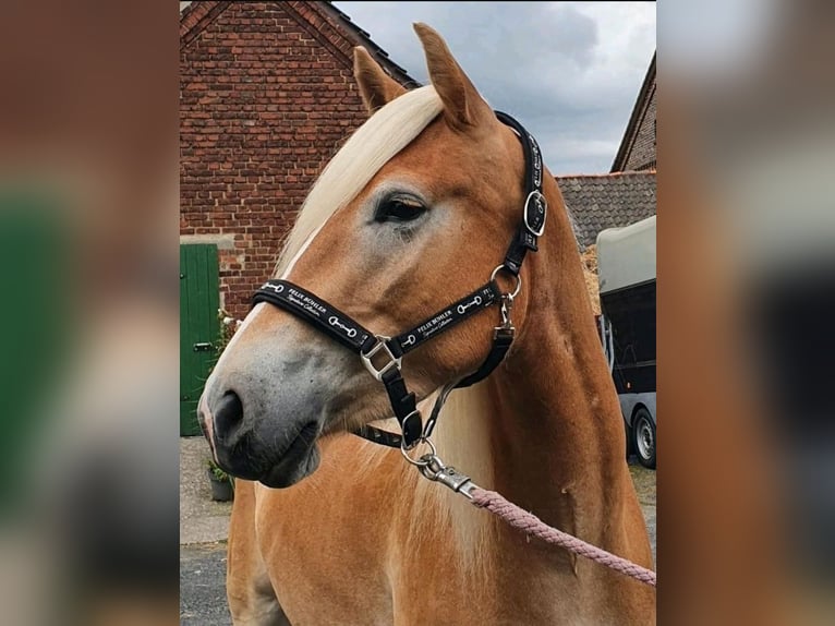 Haflinger Mare 3 years 14,2 hh Chestnut-Red in Hamm