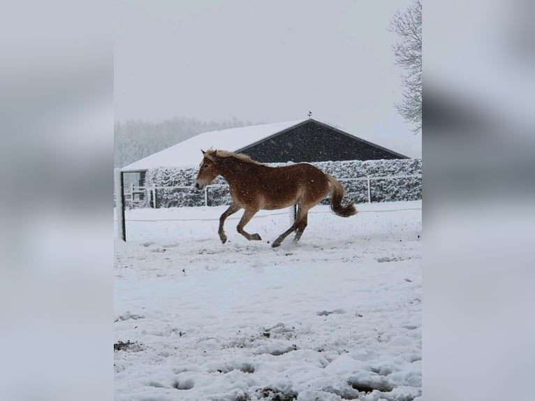 Haflinger Mare 3 years 14,2 hh Chestnut-Red in Hamm