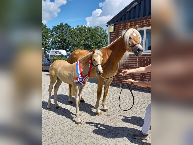 Haflinger Mare 3 years 14,2 hh in Halle