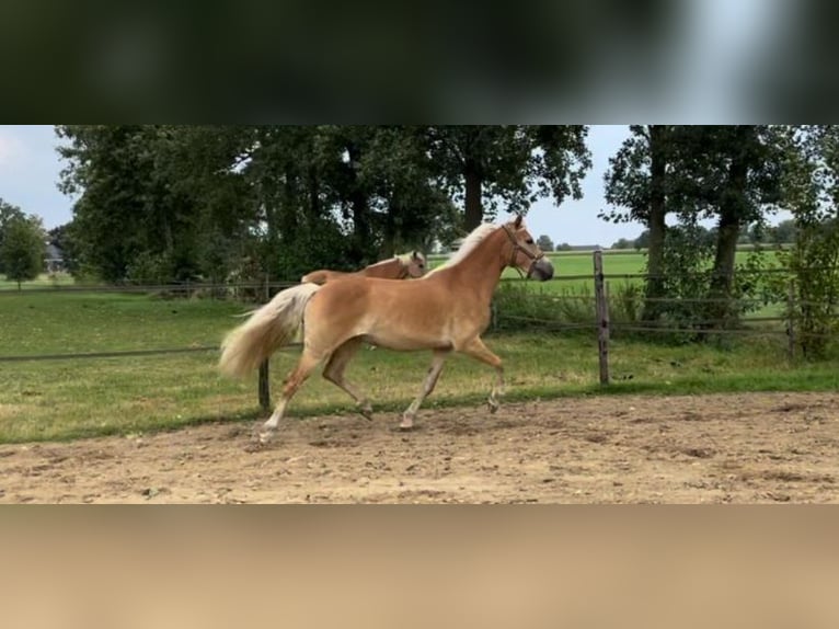 Haflinger Mare 3 years 14,2 hh in Halle