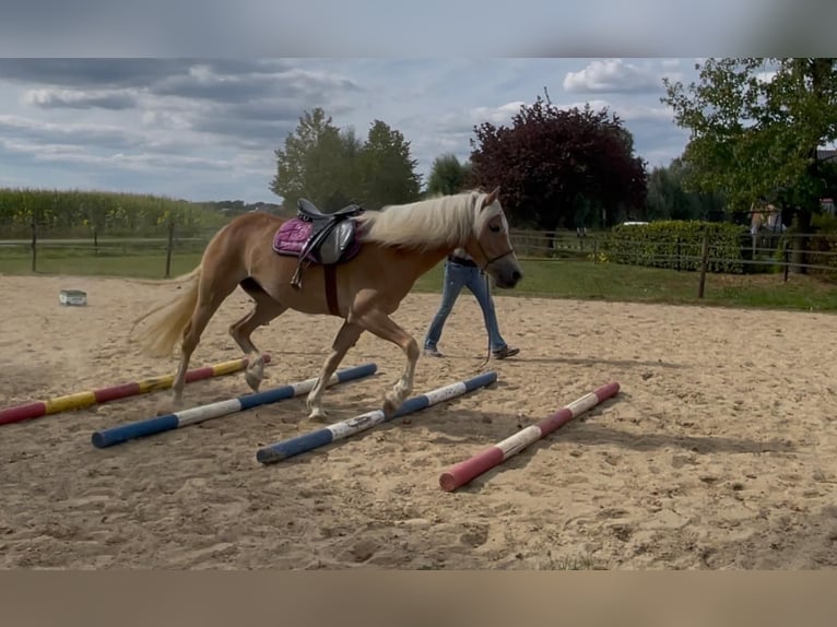 Haflinger Mare 3 years 14,2 hh in Halle