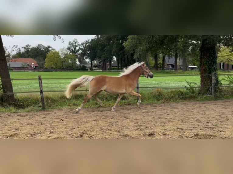 Haflinger Mare 3 years 14,2 hh in Halle