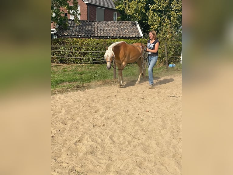 Haflinger Mare 3 years 14,2 hh in Halle