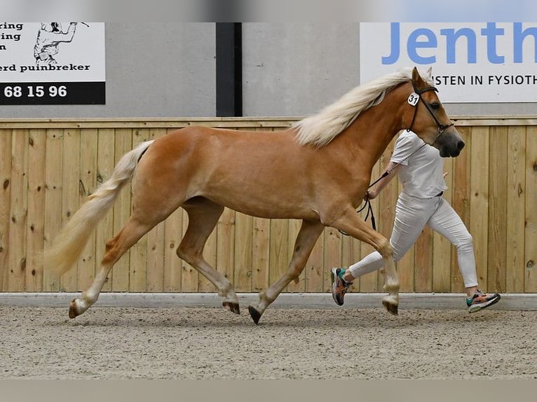 Haflinger Mare 3 years 14,2 hh in Halle