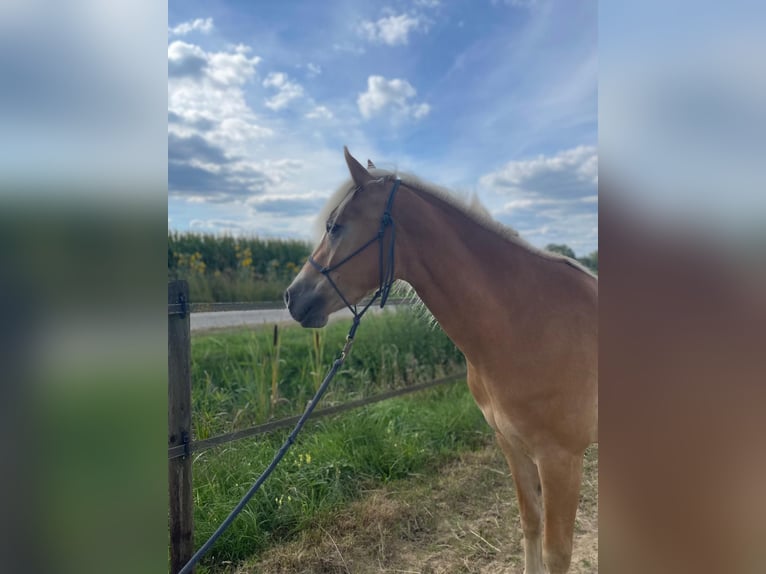 Haflinger Mare 3 years 14,2 hh in Halle