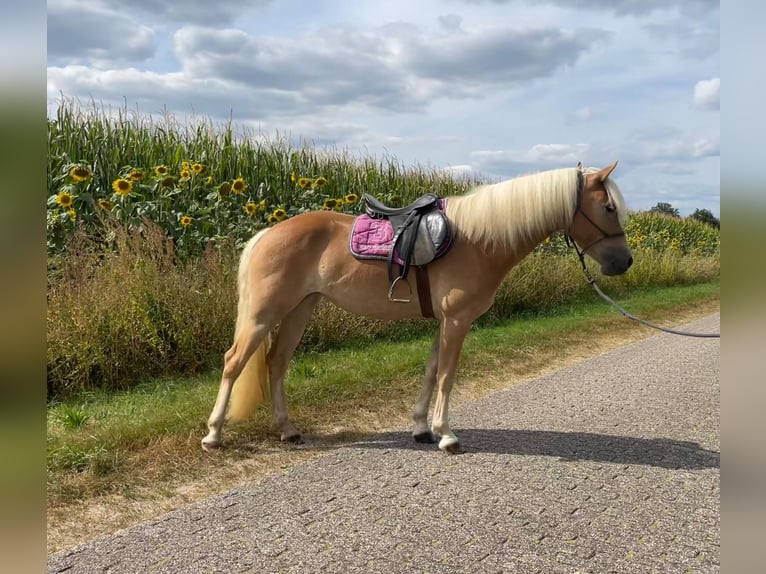 Haflinger Mare 3 years 14,2 hh in Halle