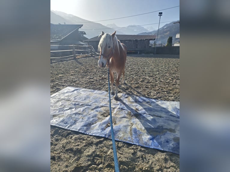 Haflinger Mare 3 years 14,3 hh  in Sölden