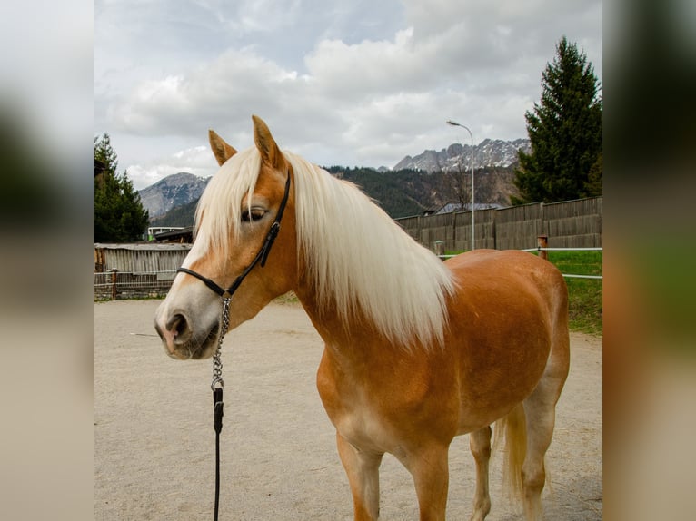 Haflinger Mare 3 years 14,3 hh Chestnut-Red in Saalfelden