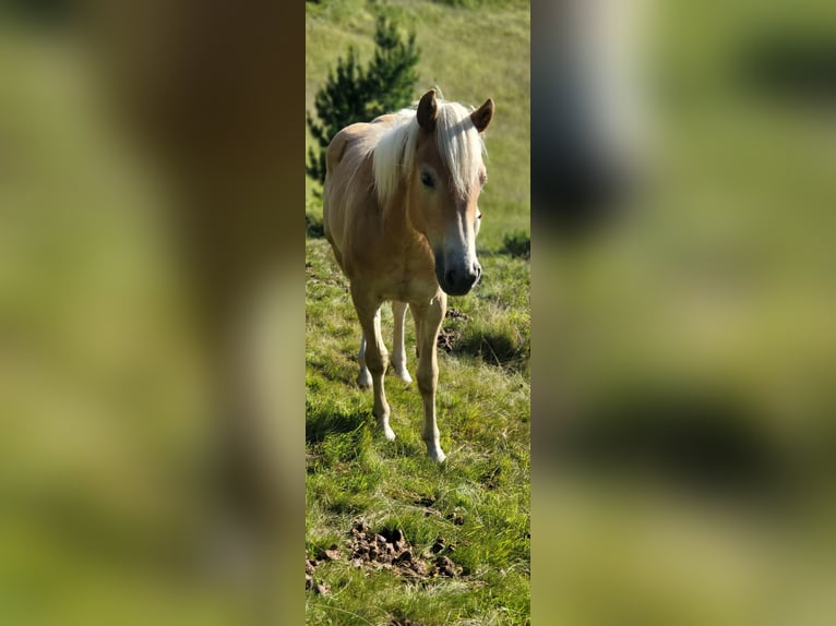 Haflinger Mare 3 years 14,3 hh in St. Sigmund im Sellrain