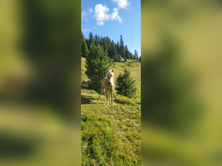 Haflinger Mare 3 years 14,3 hh in St. Sigmund im Sellrain