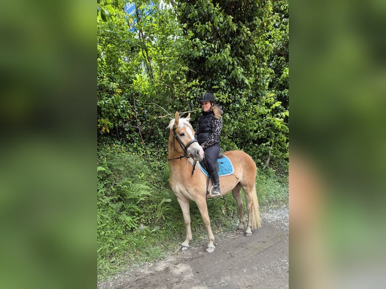 Haflinger Mare 3 years 14,3 hh in St.Leonhard in Passeier