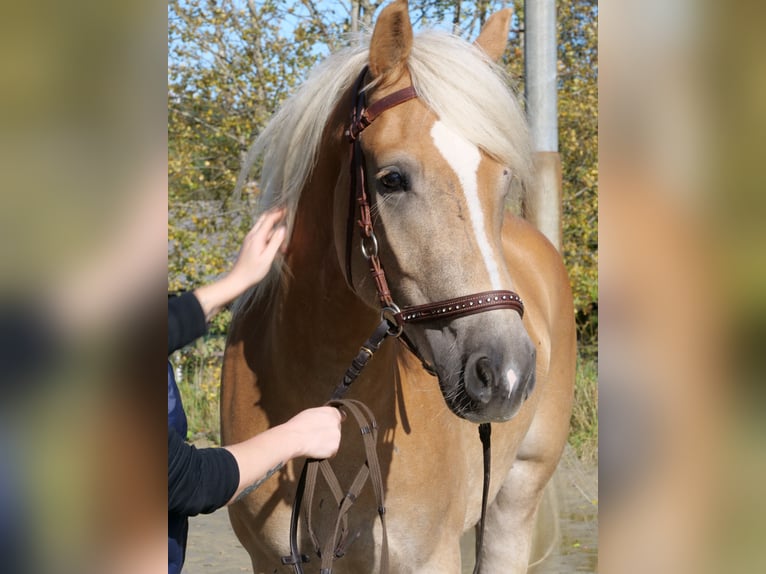 Halfinger Horse Hair Do Stock Photo