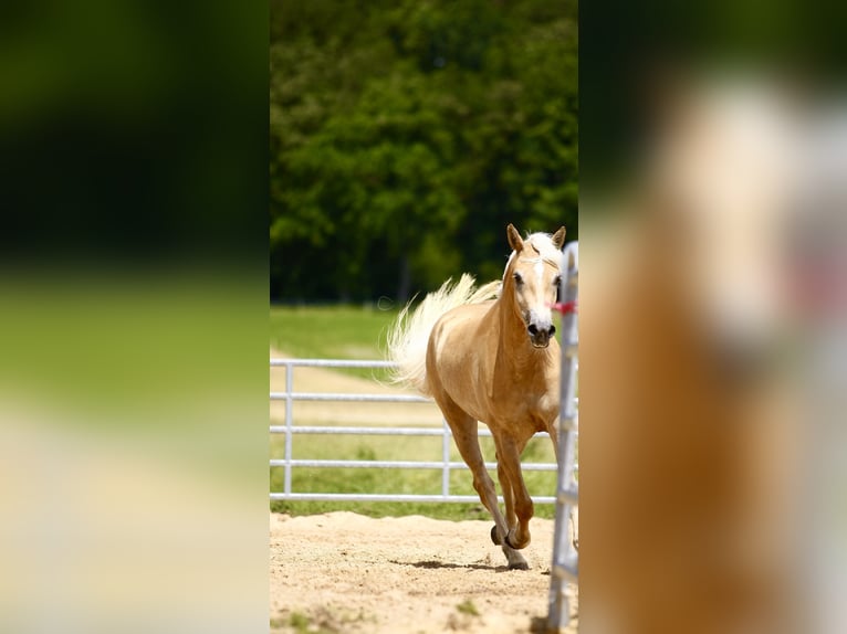 Haflinger Mare 3 years 15,1 hh in Ziemetshausen