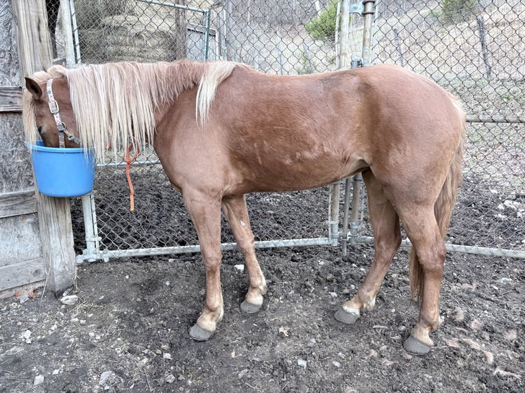 Haflinger Mix Mare 3 years 15.1 hh Sorrel in Augusta