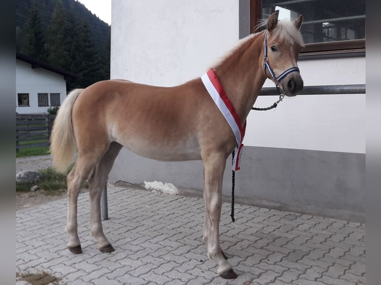 Haflinger Mare 3 years 15 hh Chestnut-Red in Nauders