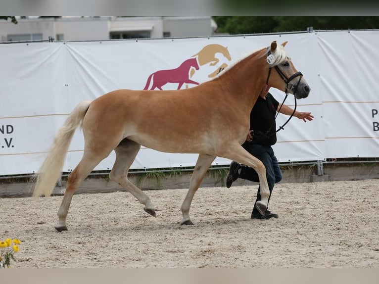 Haflinger Mare 3 years 15 hh Chestnut-Red in Ottenhausen
