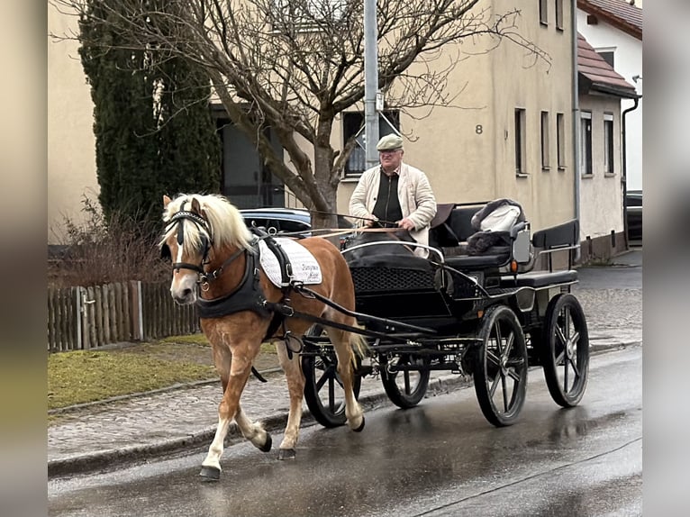 Haflinger Mare 3 years 15 hh Chestnut-Red in Riedlingen