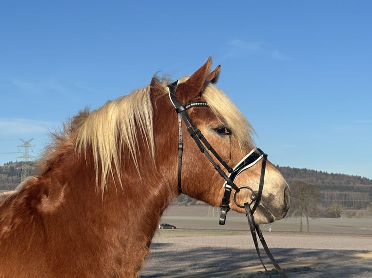 Haflinger Mare 3 years 15 hh Chestnut-Red in Riedlingen