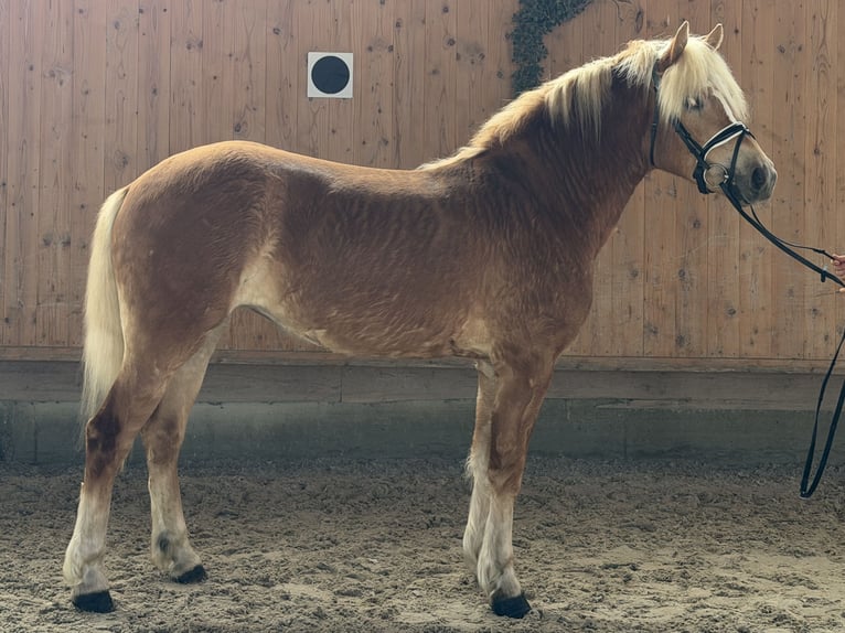 Haflinger Mare 3 years 15 hh Chestnut-Red in Riedlingen