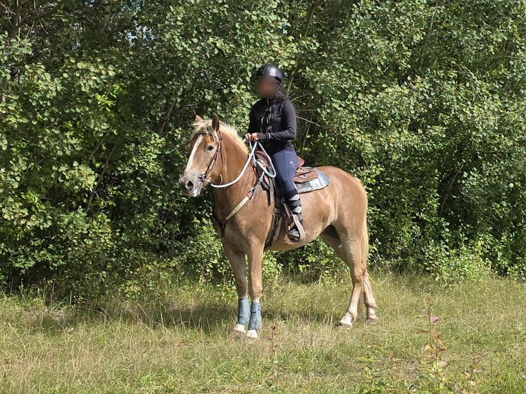 Haflinger Mare 3 years 15 hh Chestnut-Red in Linkenbach